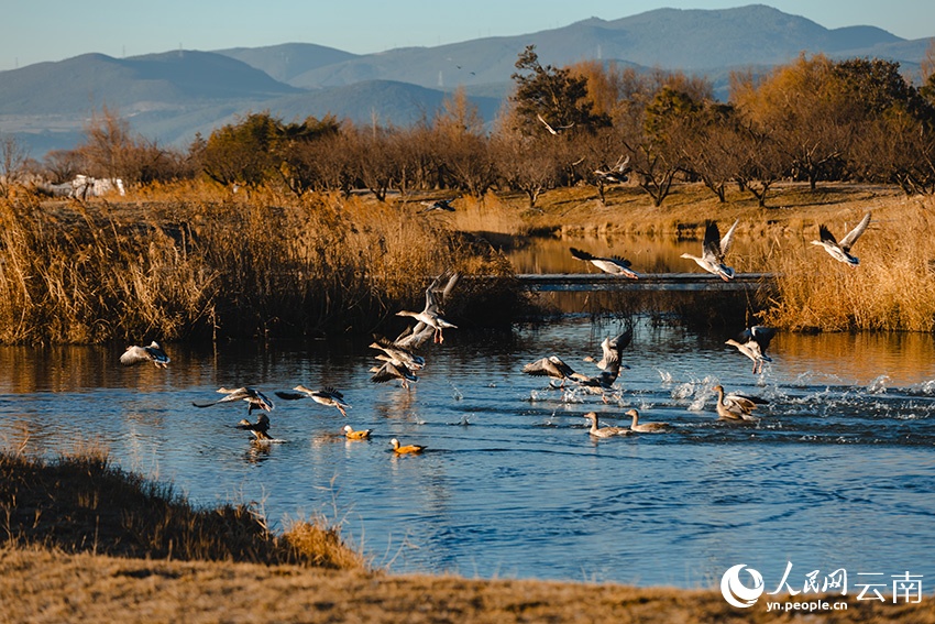 Пернатые гости у подножия снежных гор Юньнани