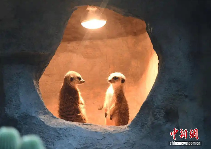 В зоопарке Чунцина введены дополнительные меры по защите животных от холода