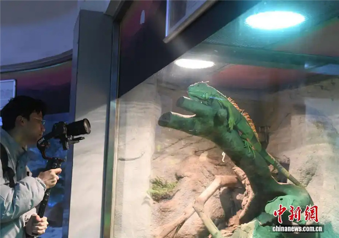 В зоопарке Чунцина введены дополнительные меры по защите животных от холода