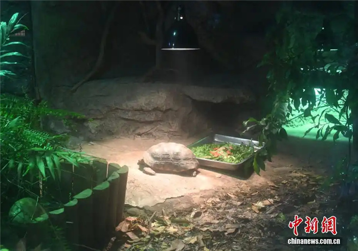 В зоопарке Чунцина введены дополнительные меры по защите животных от холода