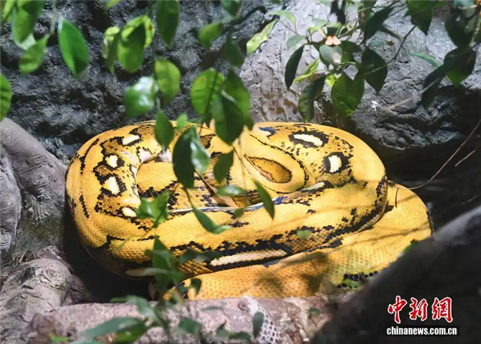 В зоопарке Чунцина введены дополнительные меры по защите животных от холода