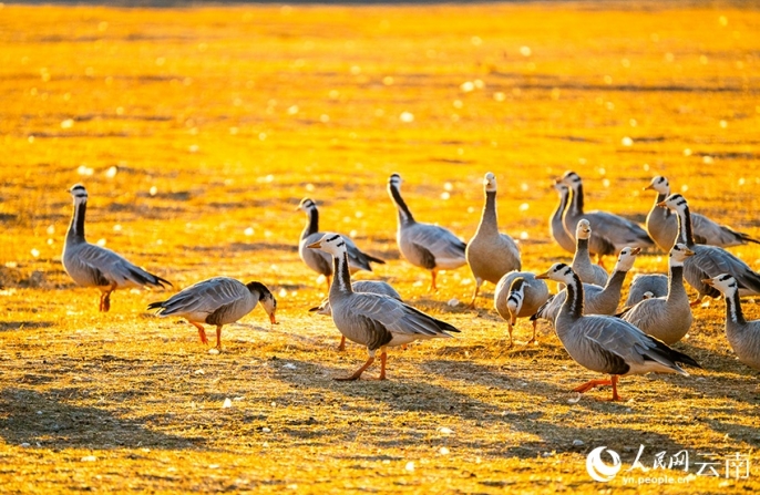 Пернатые гости у подножия снежных гор Юньнани