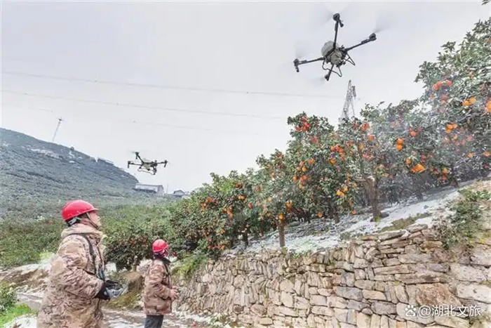 Для защиты цитрусовых садов после снегопада в провинции Хубэй применяют дроны
