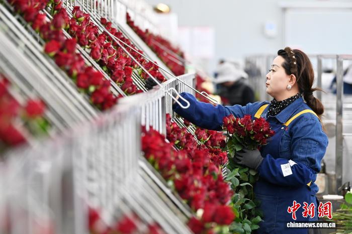 Розы из Ганьсу пользуются повышенным спросом перед праздником Весны