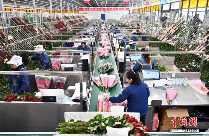 Розы из Ганьсу пользуются повышенным спросом перед праздником Весны