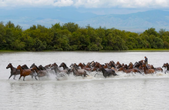«Китайская родина скакунов» уезд Чжаосу активно развивает разные направления коневодства