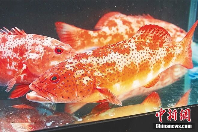 Ваньнин – столица разведения красноперой гаррупы в Китае