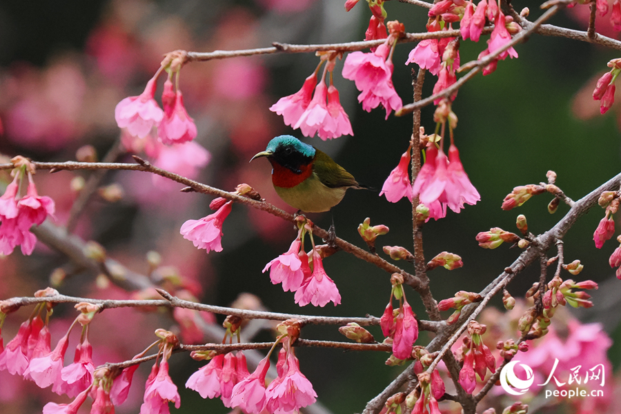 В Сямэне среди вишневых ветвей собрался птичий хор