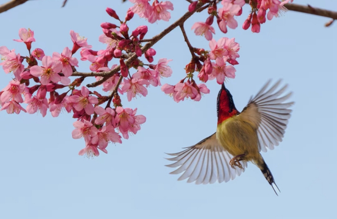В Сямэне среди вишневых ветвей собрался птичий хор
