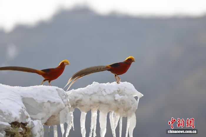 Золотые фазаны в лесопарке провинции Хэнань