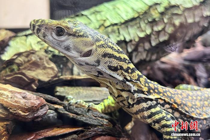 В зоопарке Тайюаня впервые в Азии зафиксирован случай партеногенеза у комодского варана