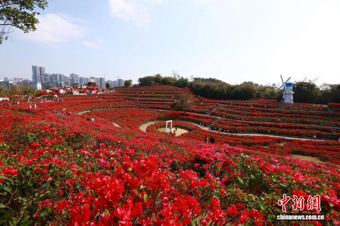 Зимнее цветение в Наньнине привлекает туристов