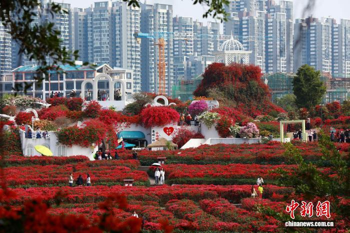 Зимнее цветение в Наньнине привлекает туристов