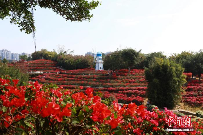 Зимнее цветение в Наньнине привлекает туристов