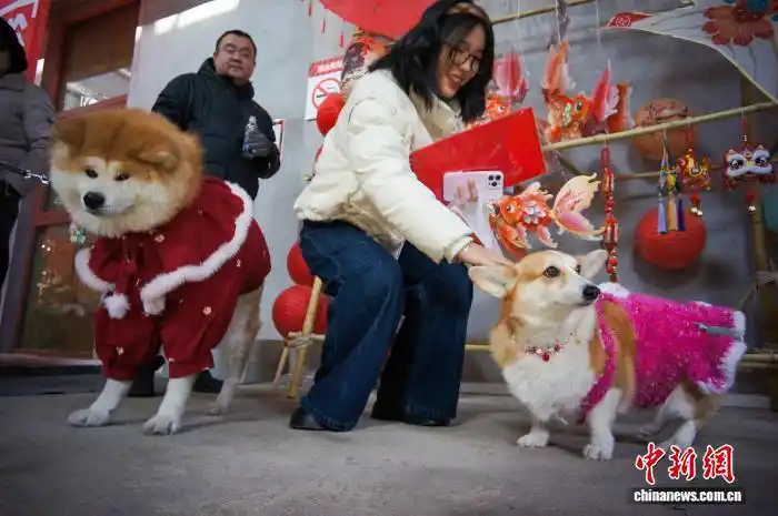 В Тяньцзине прошел фестиваль новогодних товаров для домашних животных