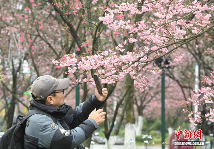 В ботаническом саду Чунцина началось цветение вишни