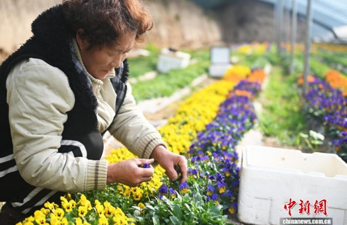 Съедобные цветы с Лессового плато стали элитным кулинарным ингредиентом