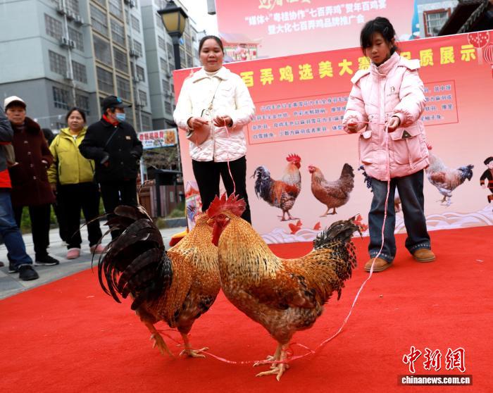 Конкурс красоты среди кур прошел в Гуанси