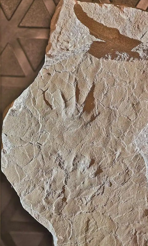 12-летний школьник обнаружил в Пекине окаменелости земноводных юрского периода