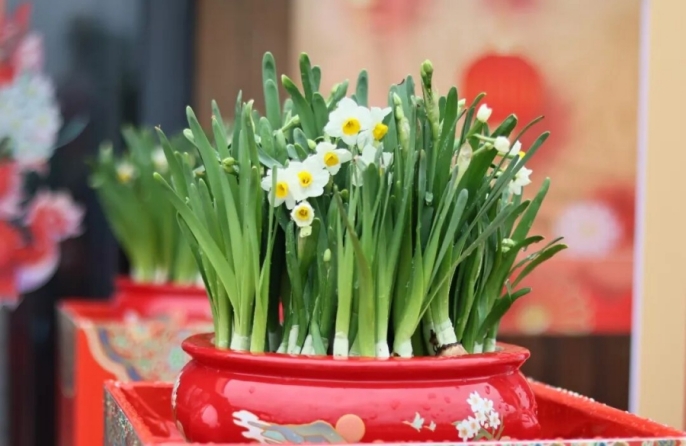 Город Чжанчжоу производит 90% нарциссов Китая