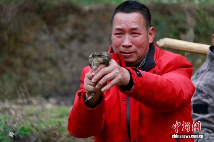 В Гуанси встретили Праздник лягушки «магуай» молитвами о дождях и урожае