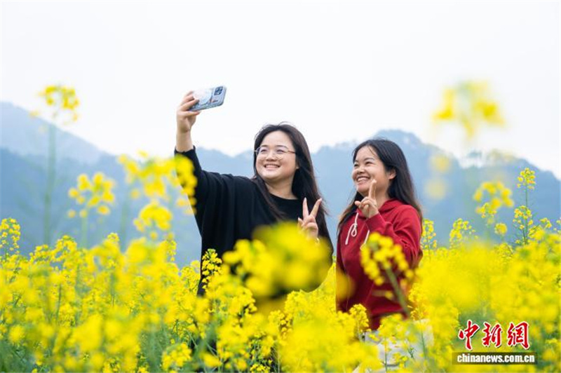 Рапсовые поля в Гуанси привлекают туристов ранней весной
