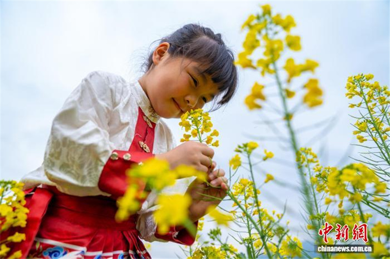 Рапсовые поля в Гуанси привлекают туристов ранней весной