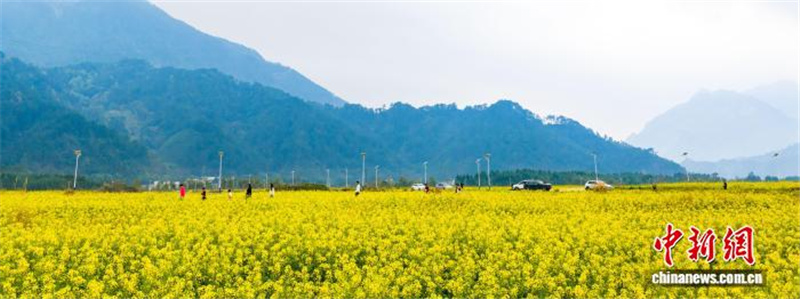 Рапсовые поля в Гуанси привлекают туристов ранней весной