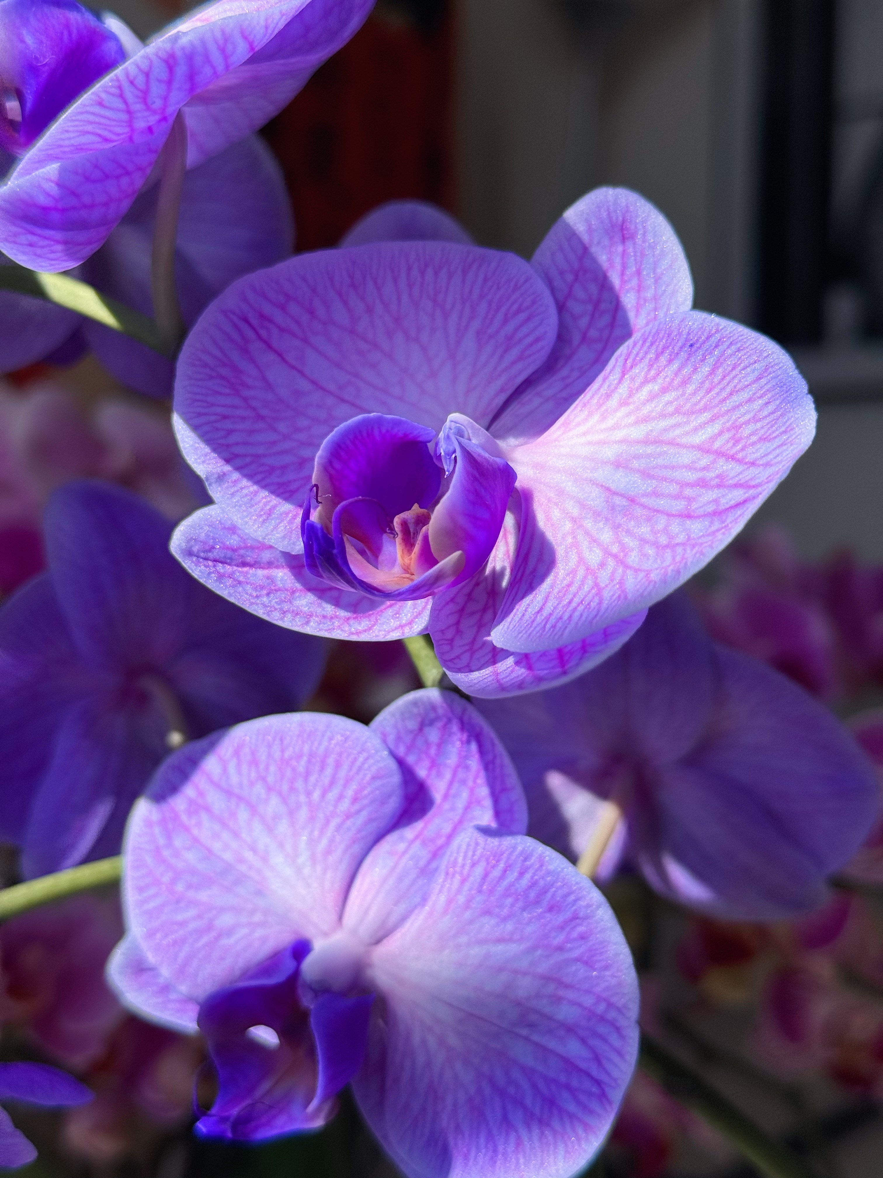 Мой китайский Новый год