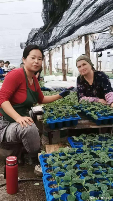 Из питомника уезда Шэньсянь до теплиц в России: "Транснациональный бизнес" специалистов по прививке рассады из китайской провинции Шаньдун