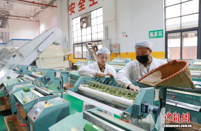 В Китае началось производство «первого весеннего чая»