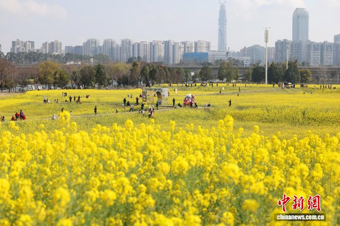 Мчащиеся сквозь рапсовое поле «поезда весны» в Чэнду