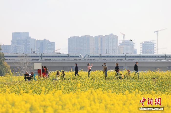Мчащиеся сквозь рапсовое поле «поезда весны» в Чэнду