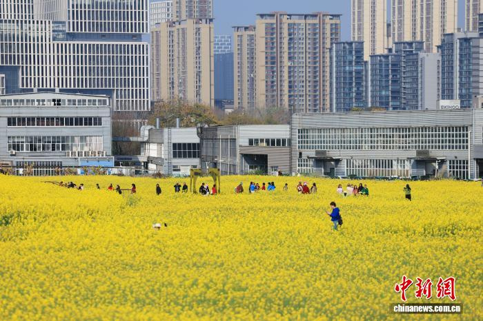 Мчащиеся сквозь рапсовое поле «поезда весны» в Чэнду