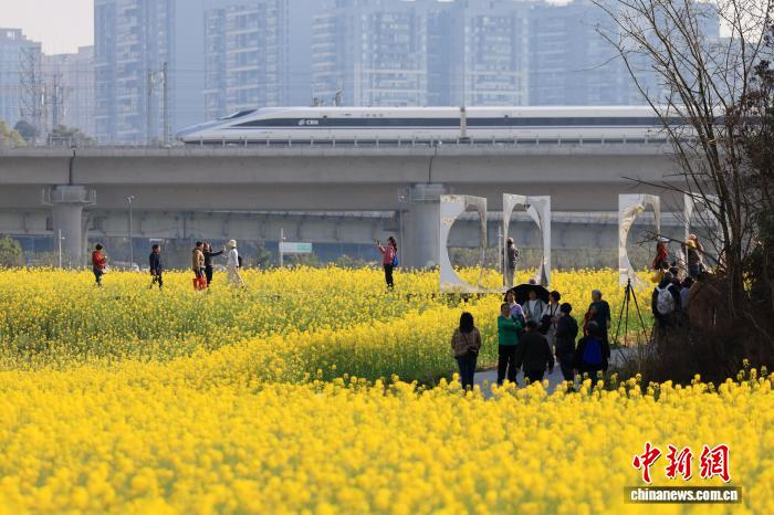 Мчащиеся сквозь рапсовое поле «поезда весны» в Чэнду