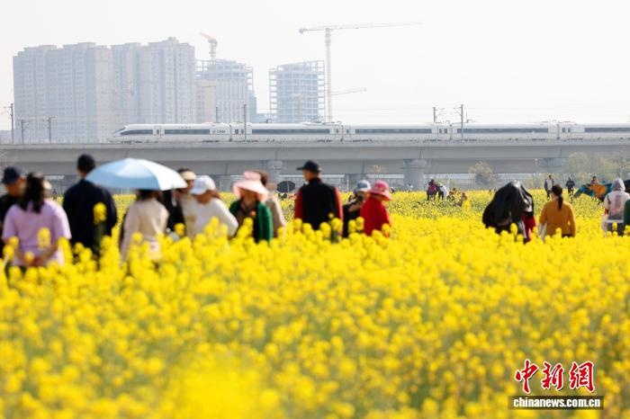 Мчащиеся сквозь рапсовое поле «поезда весны» в Чэнду