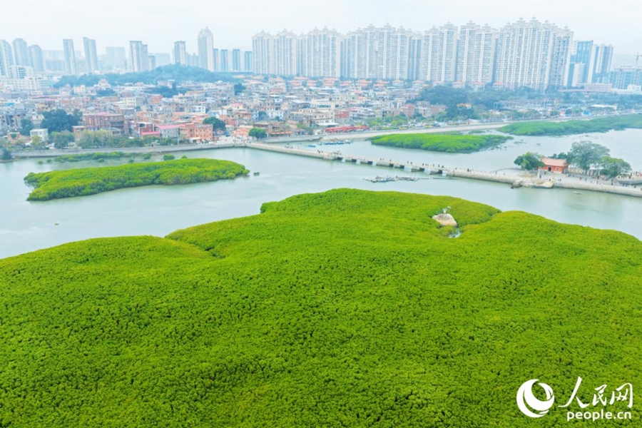 «Водный лес» в китайском Цюаньчжоу