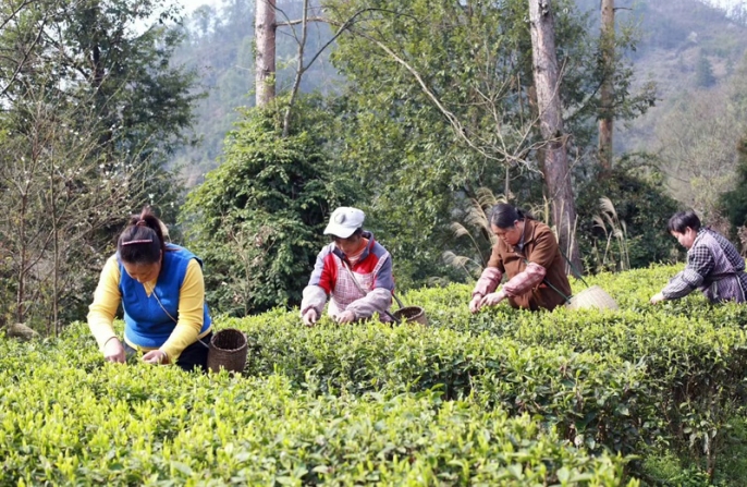 В китайском поселке Цинчи начался сбор весеннего чая