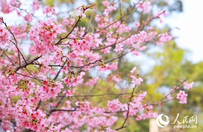 В Фучжоу наступил сезон цветения