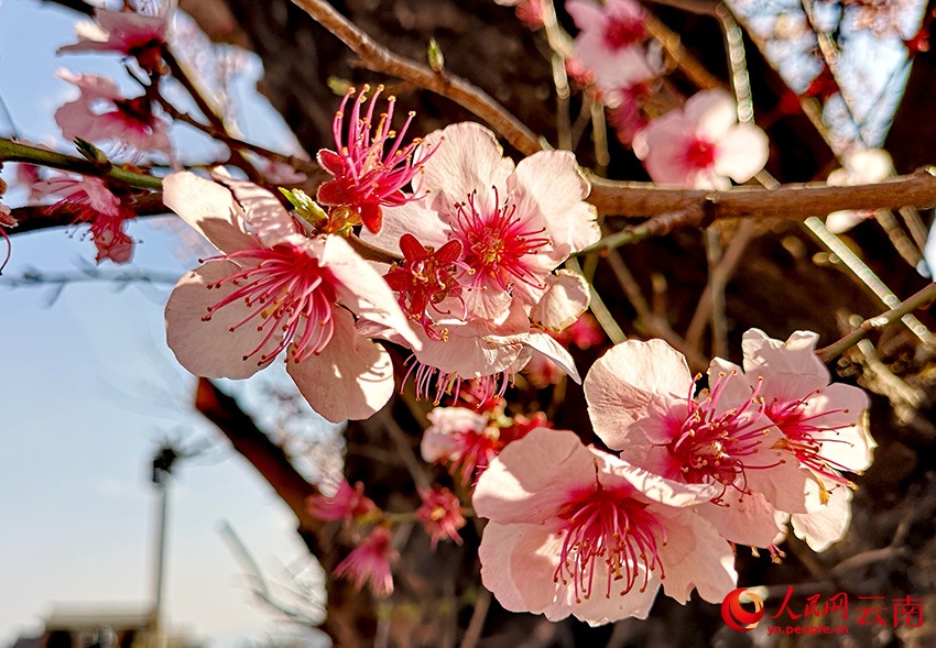 Лицзян в цвету: персики распускаются у подножия заснеженной горы Юйлун