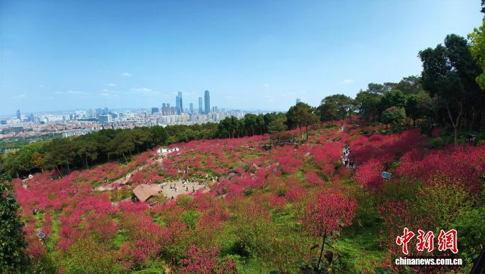 В Наньнине зацвели персиковые деревья