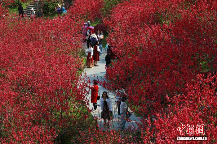 В Наньнине зацвели персиковые деревья