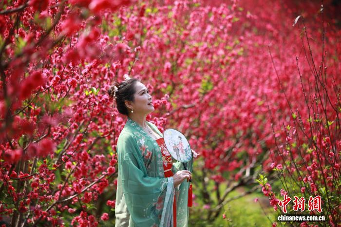 В Наньнине зацвели персиковые деревья
