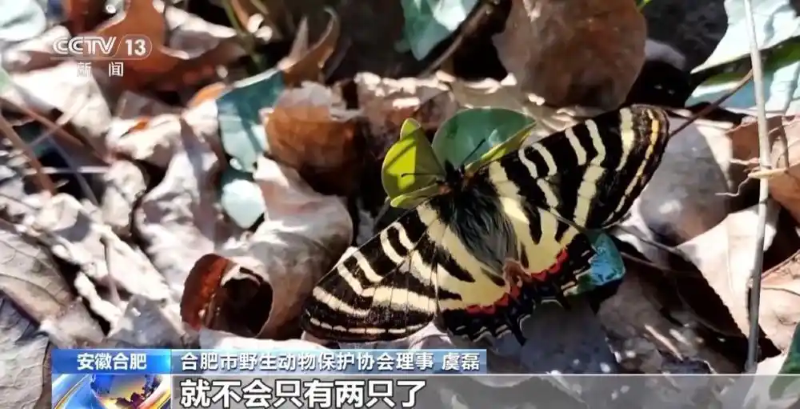 В Хэфэе вновь замечена редкая бабочка – эндемик Китая