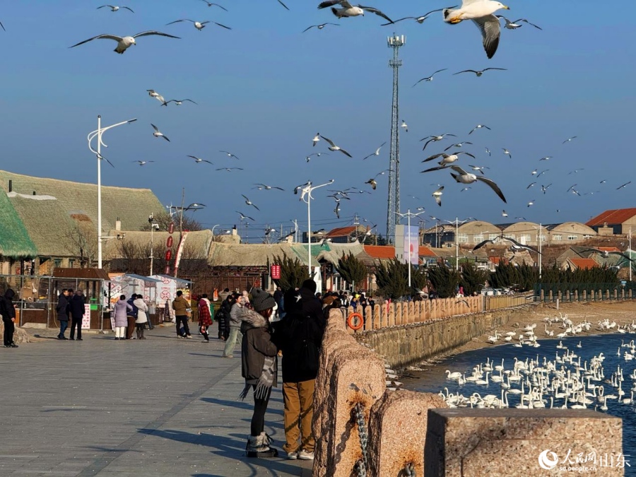 Как лебеди из Сибири преобразили рыбацкую деревню в Шаньдуне