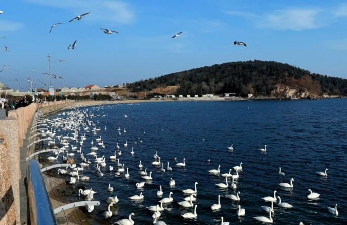 Как лебеди из Сибири преобразили рыбацкую деревню в Шаньдуне