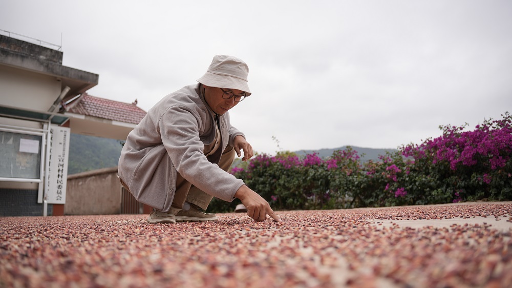 Кукурузные картины на земле: сельский чиновник удивил интернет