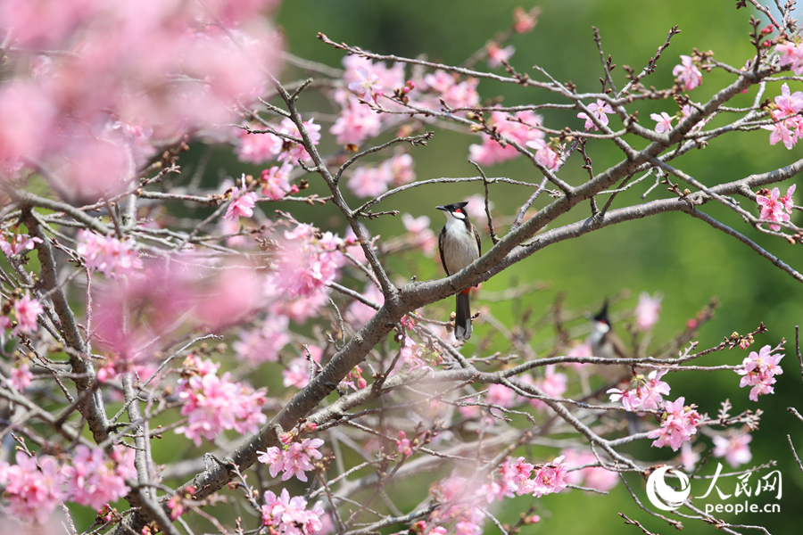 Город Сямэнь украсило цветение сакуры