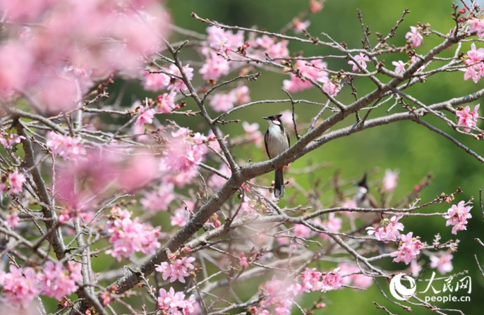 Город Сямэнь украсило цветение сакуры