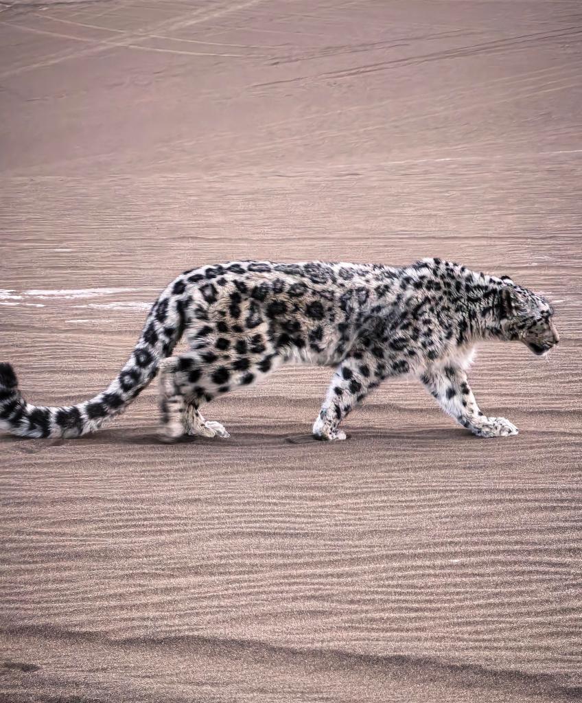 В синьцзянском Турфане спасли заблудившегося в пустыне снежного барса